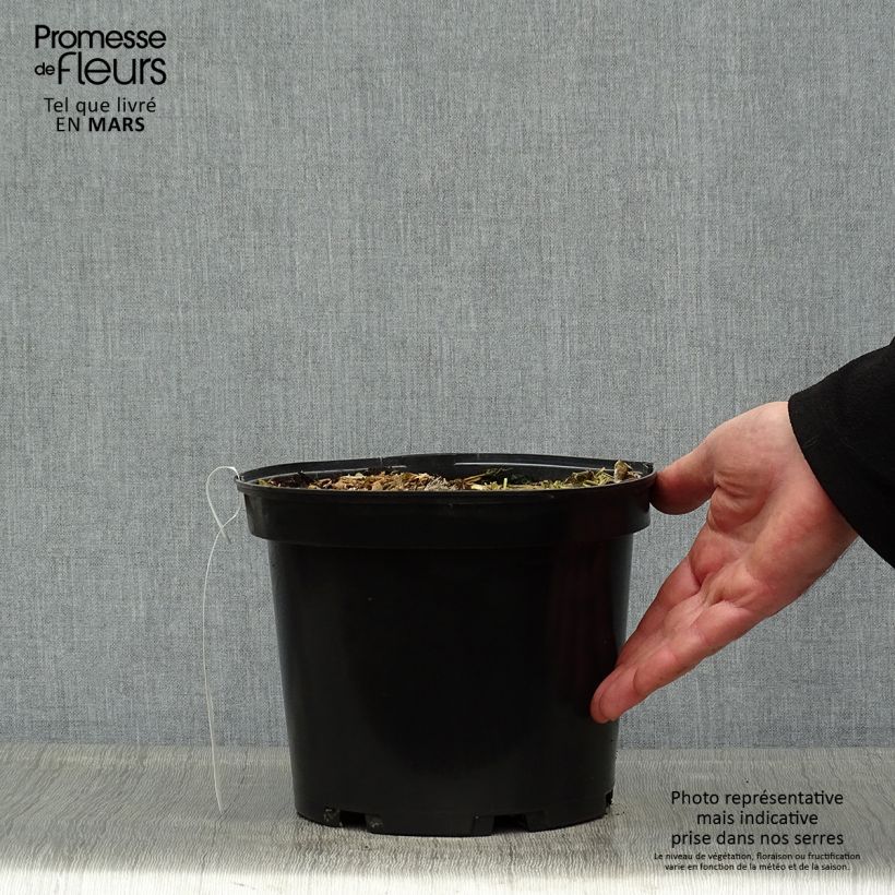 Exemplaar van Colocasia Sangria - Olifantsoor Pot van 3 l/4 l zoals geleverd in de lente