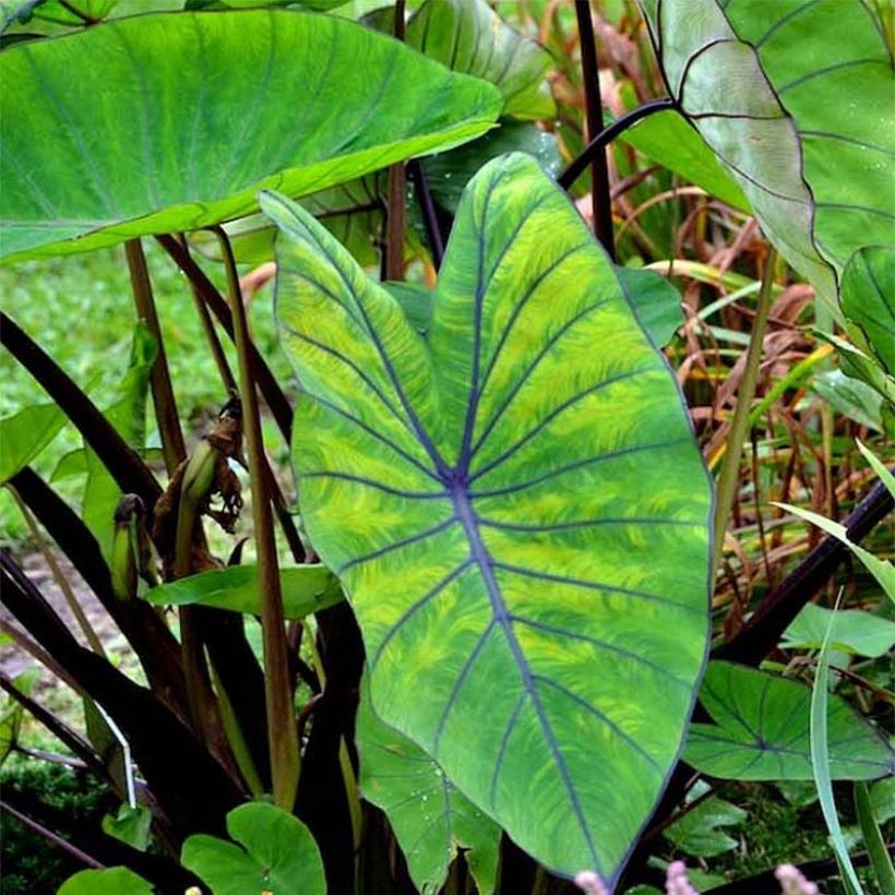 Colocasia Blue Hawaii - Olifantsoor (Foliage)