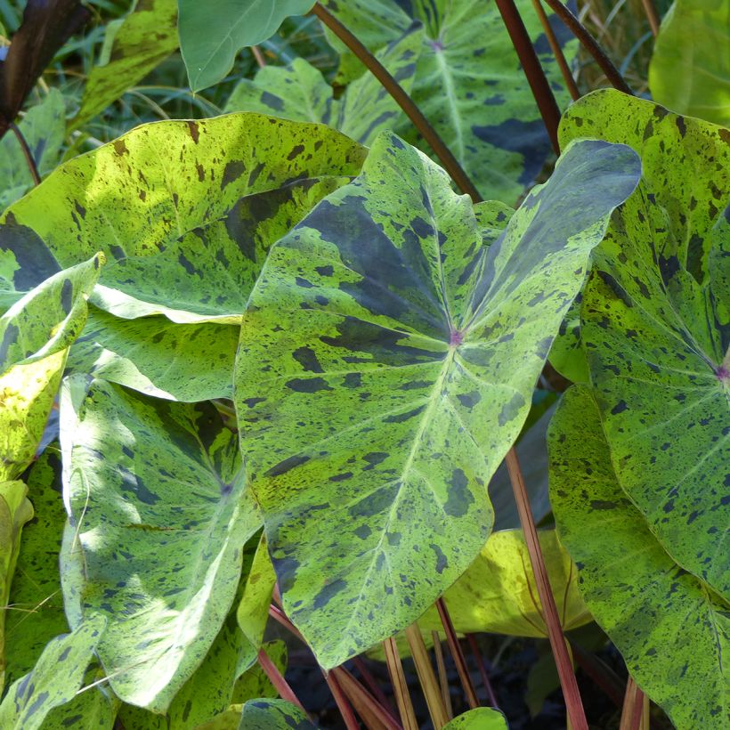 Colocasia esculenta Mojito - Olifantsoor (Blad)
