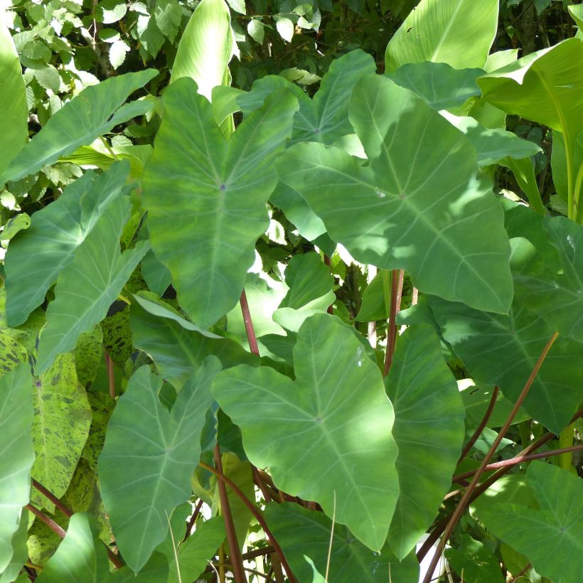 Colocasia esculenta - Olifantsoor (Foliage)