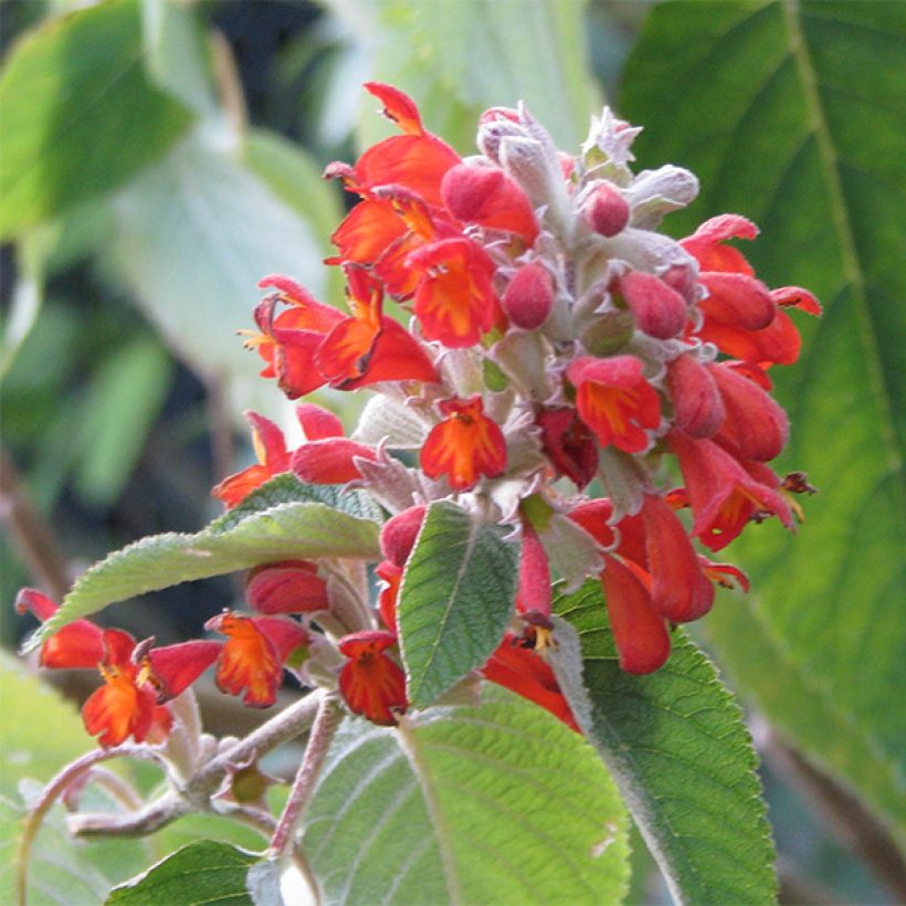 Colquhounia coccinea (Bloei)