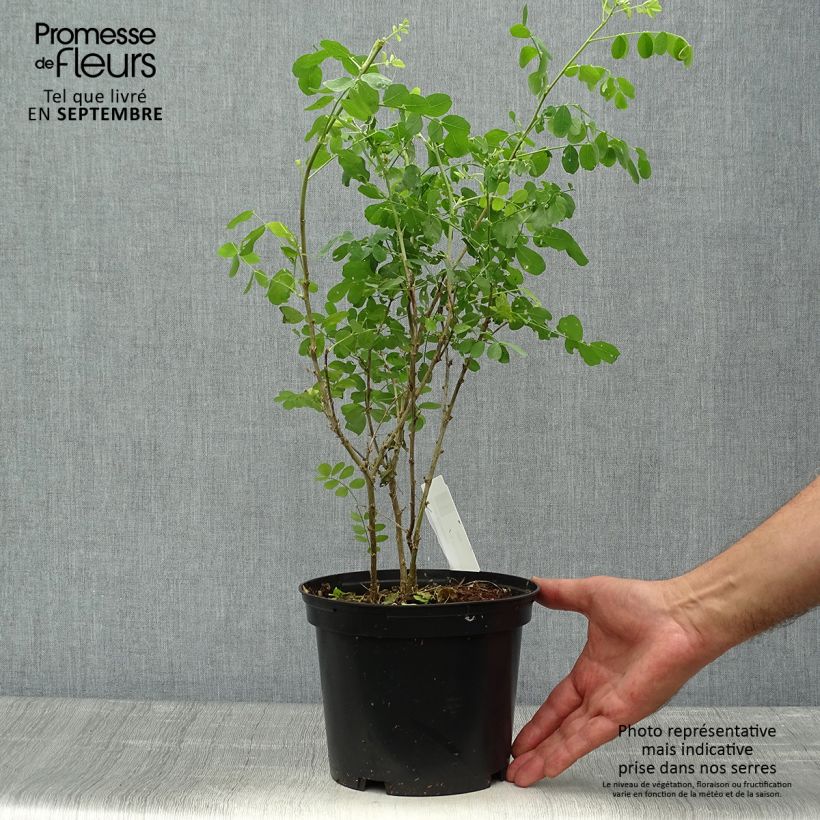 Exemplaar van Colutea arborescens - Europese blazenstruik Pot van 2 l/3 l zoals geleverd in de herfst