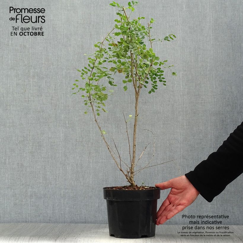 Exemplaar van Colutea Copper Beauty - Bastaard blazenstruik Pot van 3 l/4 l zoals geleverd in de herfst