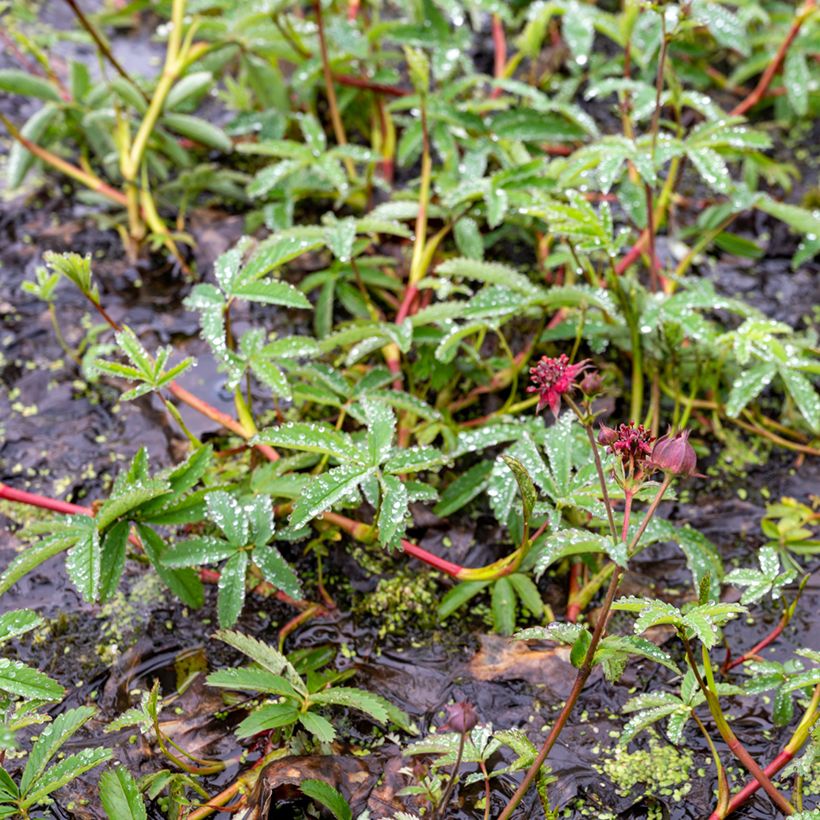 Comarum palustre - Wateraardbei (Groeiplaats)