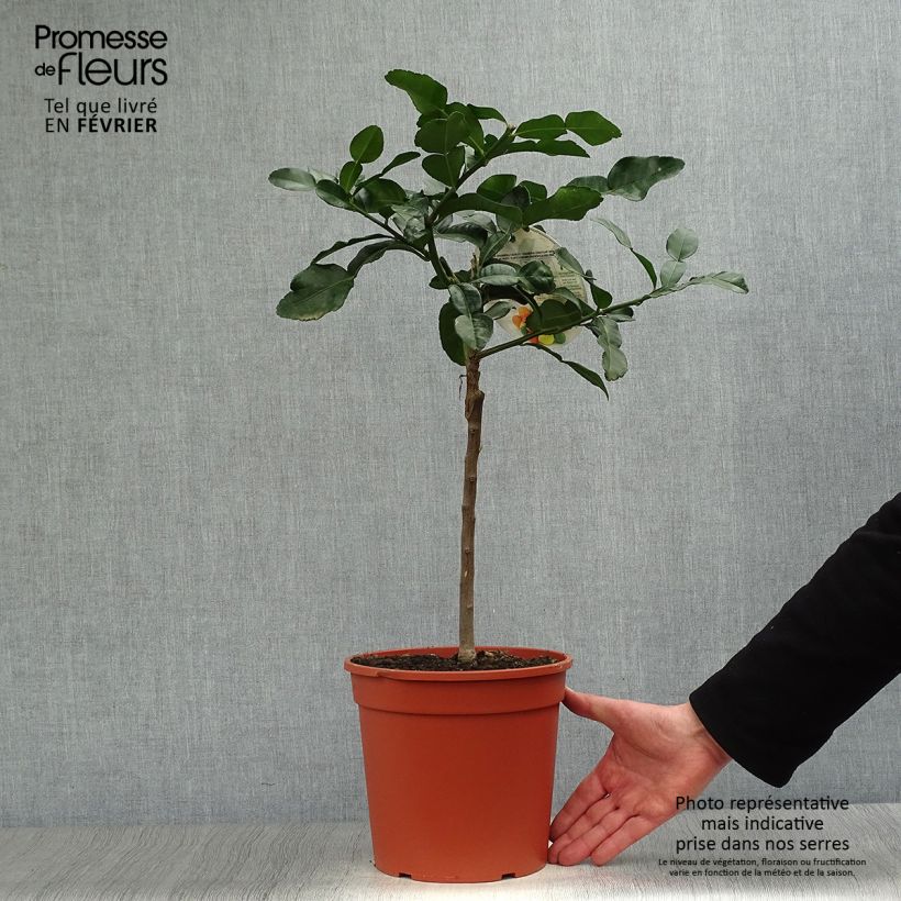 Exemplaar van Kaffirlime - Citrus hystrix Pot van 4 l/5 l zoals geleverd in de winter