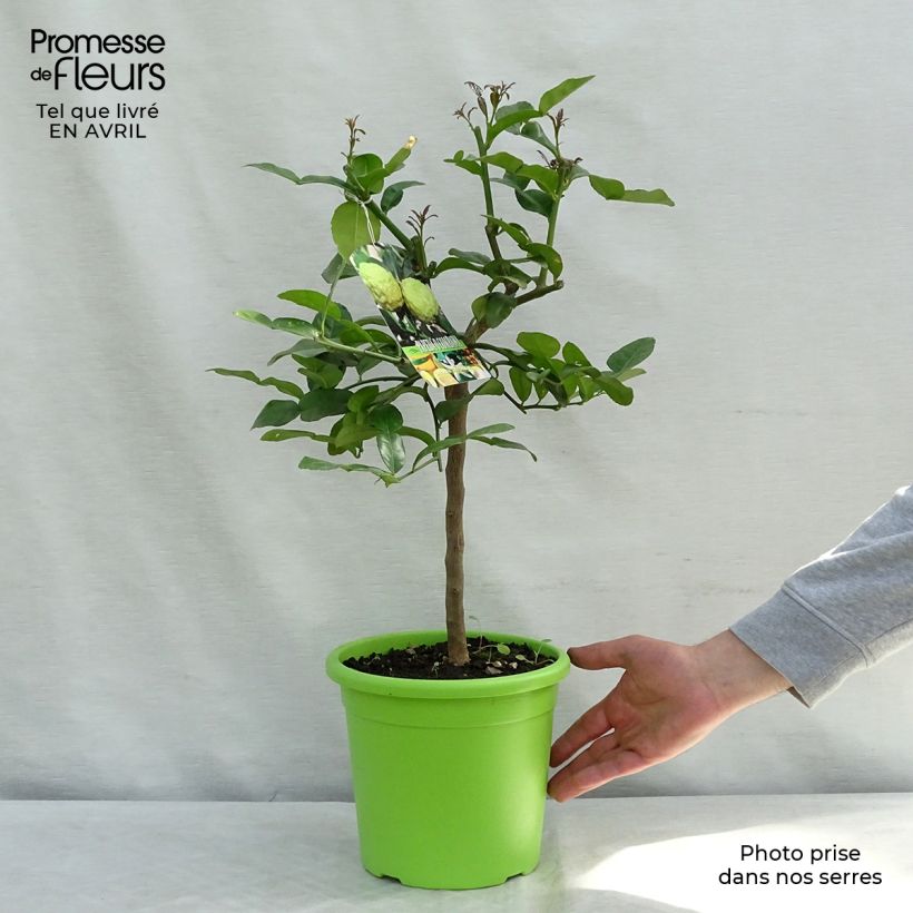 Exemplaar van Kaffirlime - Citrus hystrix Pot van 4 l/5 l zoals geleverd in de lente