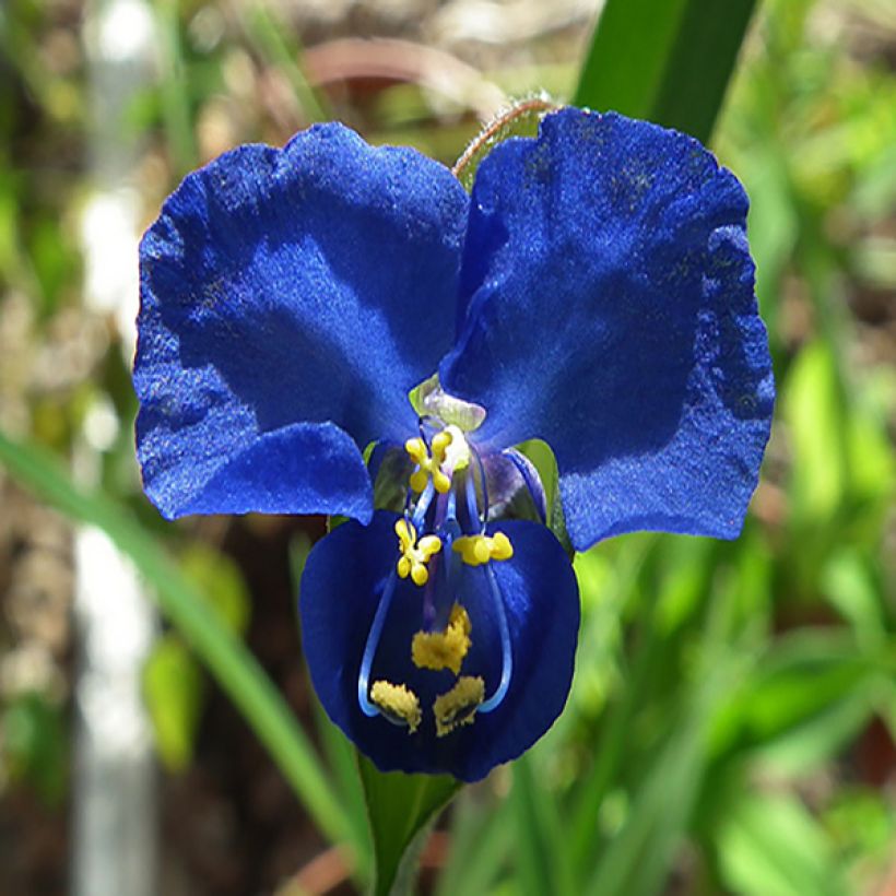 Commelina coelestis (Bloei)