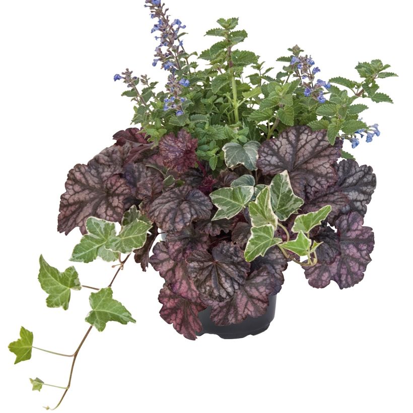 Herfstbries-samenstelling - samenstelling van 3 planten (Groeiplaats)