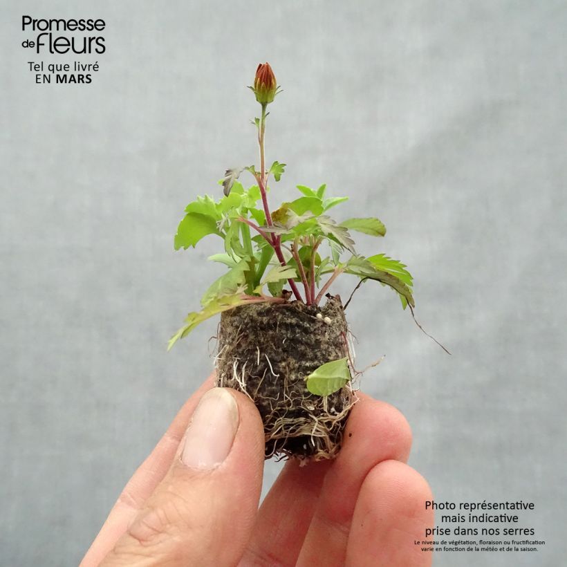 Exemplaar van Bee Licious-samenstelling - Samenstelling van 3 planten Mini-mot Ø 3/4 cm zoals geleverd in de lente