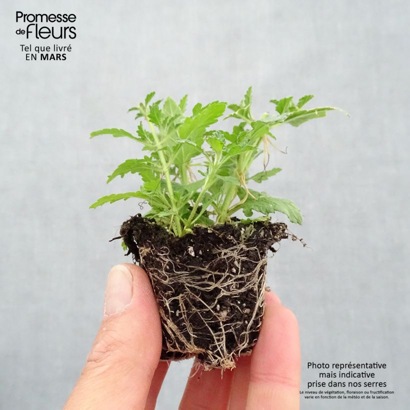 Exemplaar van Samenstelling Do you lilac it - Samenstelling van 3 eenjarige planten Mini-mot Ø 3/4 cm zoals geleverd in de lente