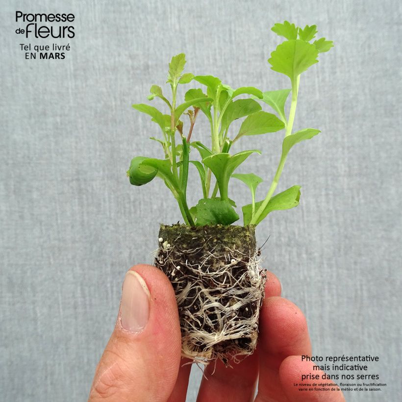 Example of Composition Lobelix Splash - Trois lobélias Hot Springs Mini-mot Ø 3/4 cm as you get in printemps