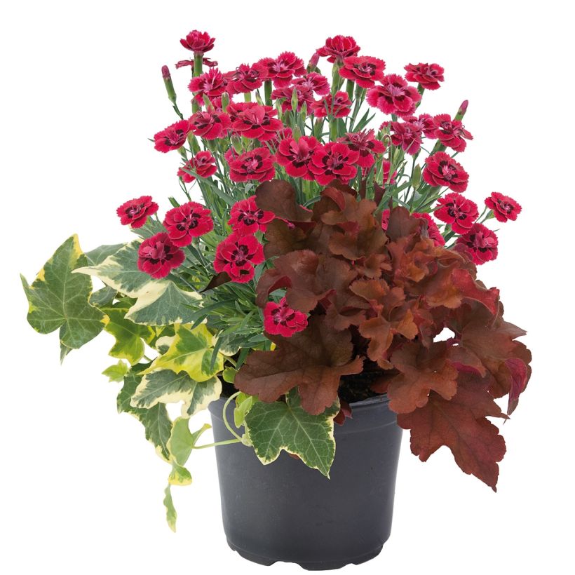 Samenstelling Lucky Charm - samenstelling van 3 planten (Groeiplaats)