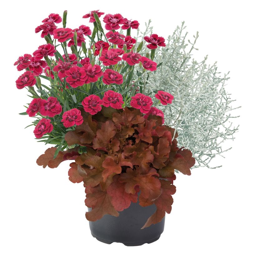 Samenstelling Morning Walk - Samenstelling van 3 planten (Groeiplaats)