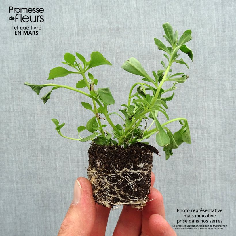 Exemplaar van Romantische Samenstelling 20 - Samenstelling van 3 eenjarige planten Mini-mot Ø 3/4 cm zoals geleverd in de lente