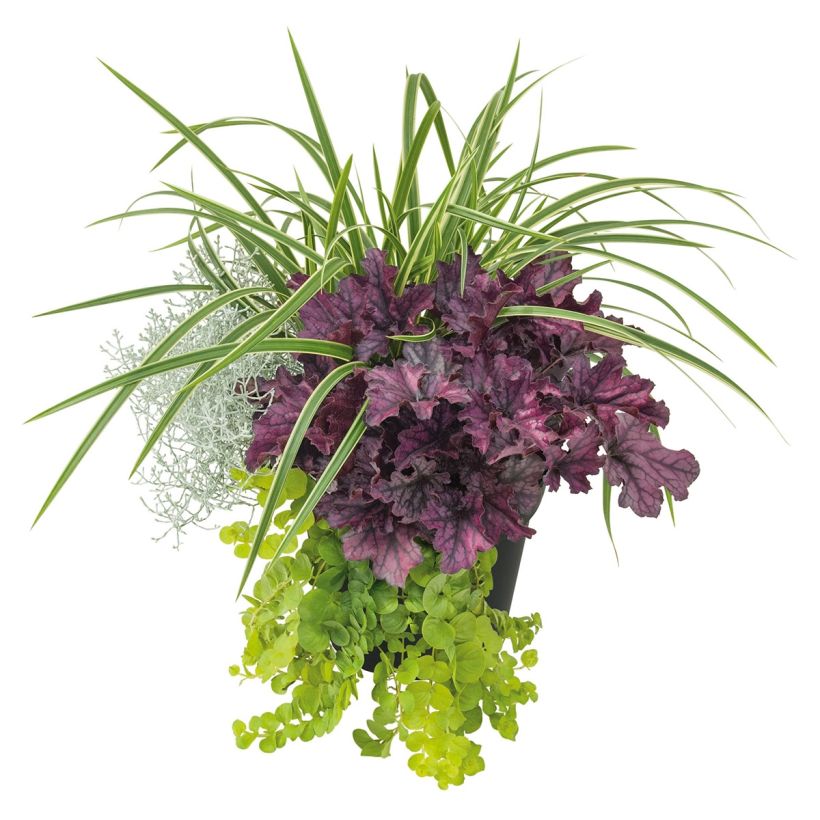 Silent Sunday-samenstelling - samenstelling van 4 planten (Groeiplaats)