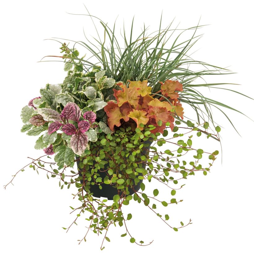 Sunkissed-samenstelling - samenstelling van 4 planten (Groeiplaats)