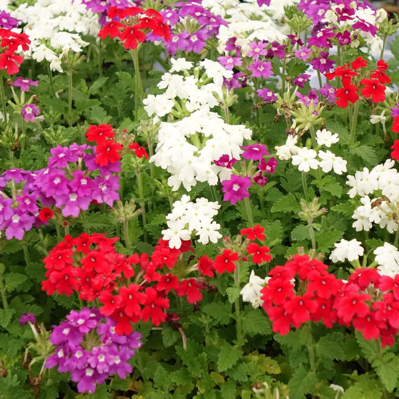 Verbena Firehouse Dutch Fire - Hangverbena (Bloei)
