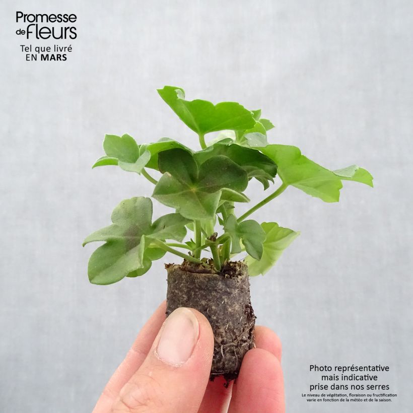 Exemplaar van Combinatie Villetta Red Lilac White - Hanggeranium 3 in 1 pot Mini-mot Ø 3/4 cm zoals geleverd in de lente