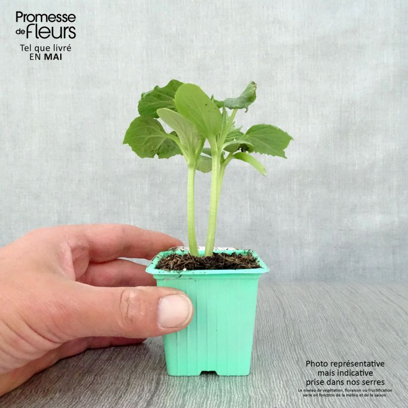 Exemplaar van Komkommer Tanja (jonge planten) Kweekpotje van 7/8 cm zoals geleverd in de lente