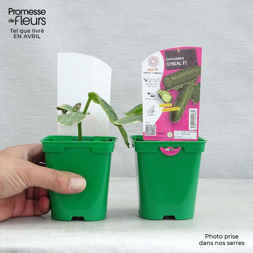 Exemplaar van Komkommer Gynial F1 (jonge planten) Pot van 10 cm/11 cm zoals geleverd in de lente