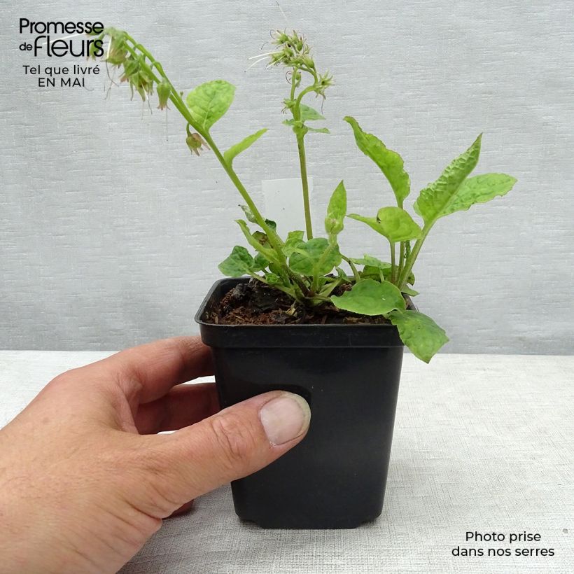 Exemplaar van Symphytum azureum - Smeerwortel Kweekpotje van 8/9 cm zoals geleverd in de lente