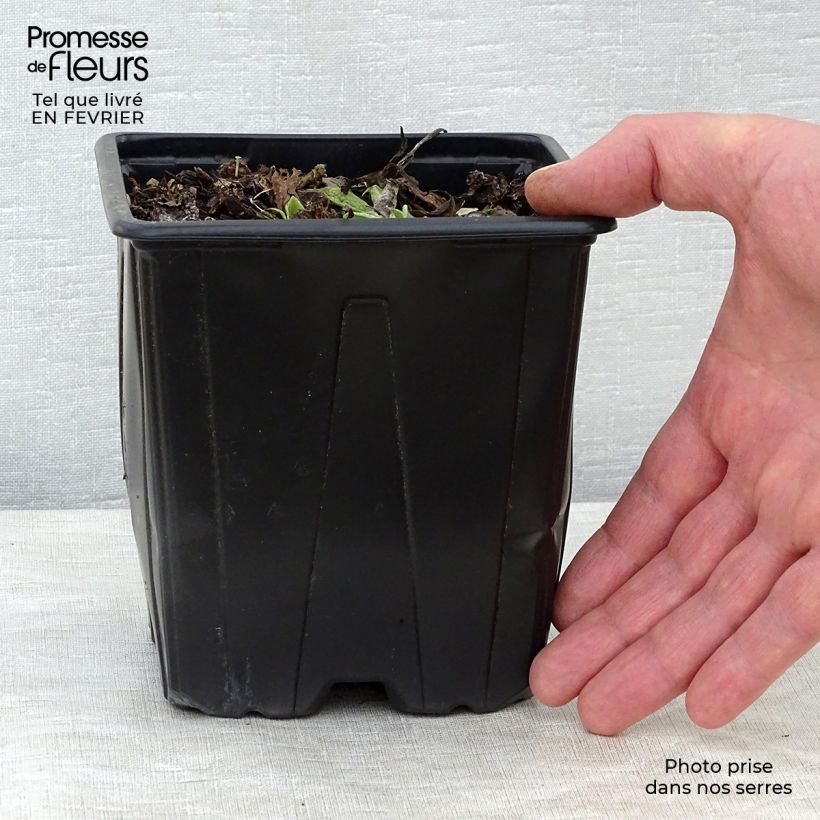 Example of Symphytum azureum - Smeerwortel Pot van 2 l/3 l as you get in hiver