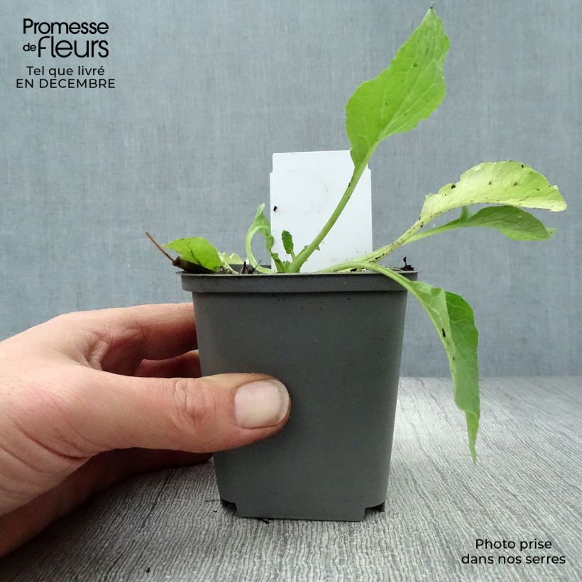 Example of Consoude à grandes fleurs - Symphytum Hidcote Blue Kweekpotje van 8/9 cm as you get in hiver