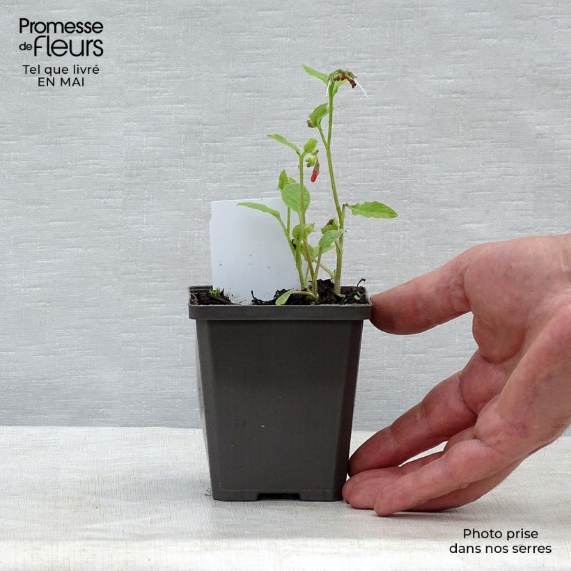 Exemplaar van Smeerwortel Hidcote Blue - Symphytum grandiflorum Kweekpotje van 8/9 cm zoals geleverd in de lente