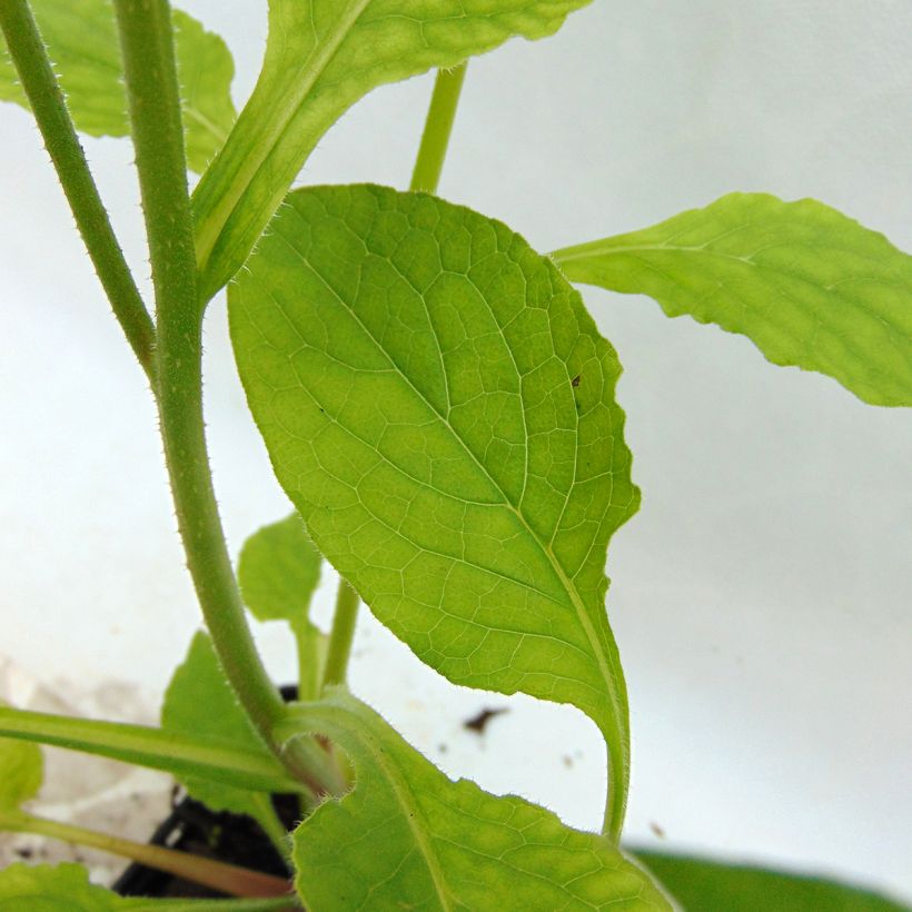 Smeerwortel Hidcote Pink - Symphytum grandiflorum (Foliage)