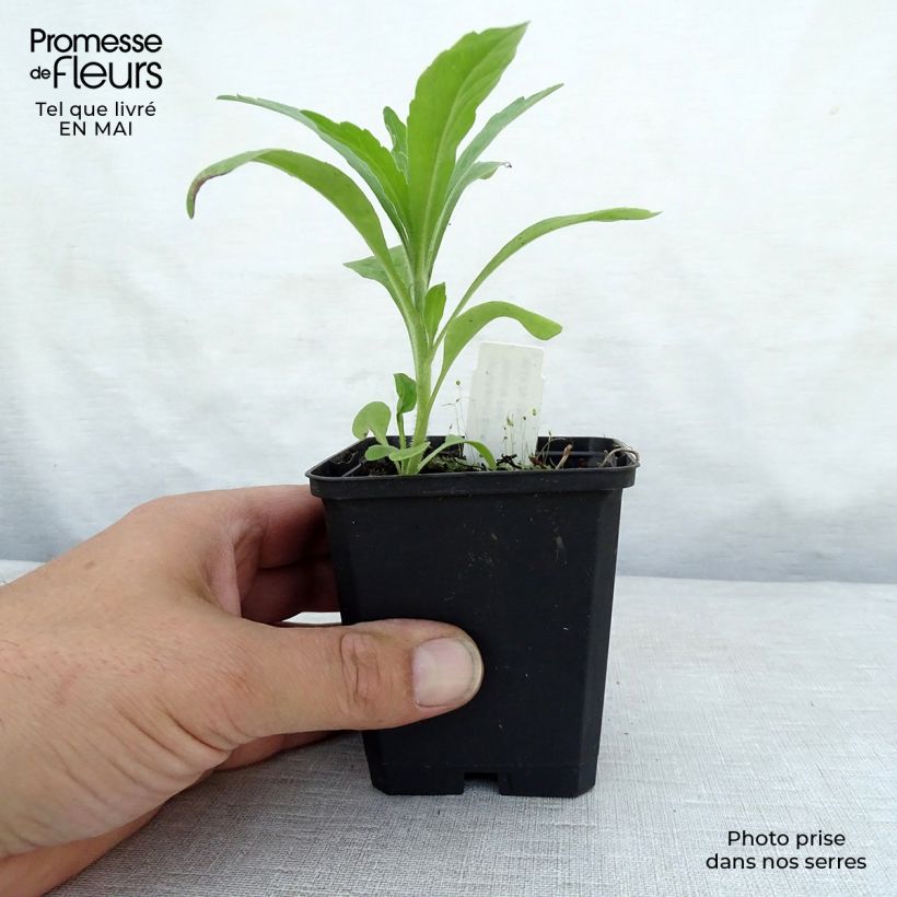 Exemplaar van Smeerwortel Hidcote Pink - Symphytum grandiflorum Kweekpotje van 8/9 cm zoals geleverd in de lente