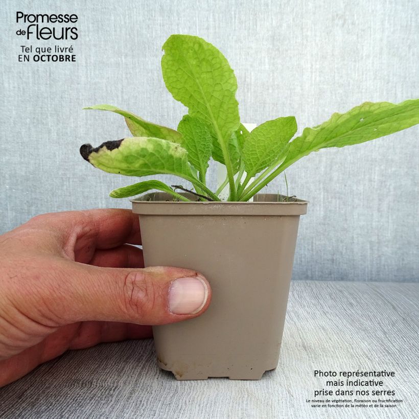 Exemplaar van Smeerwortel Sky Blue Pink - Symphytum grandiflorum Kweekpotje van 8/9 cm zoals geleverd in de herfst