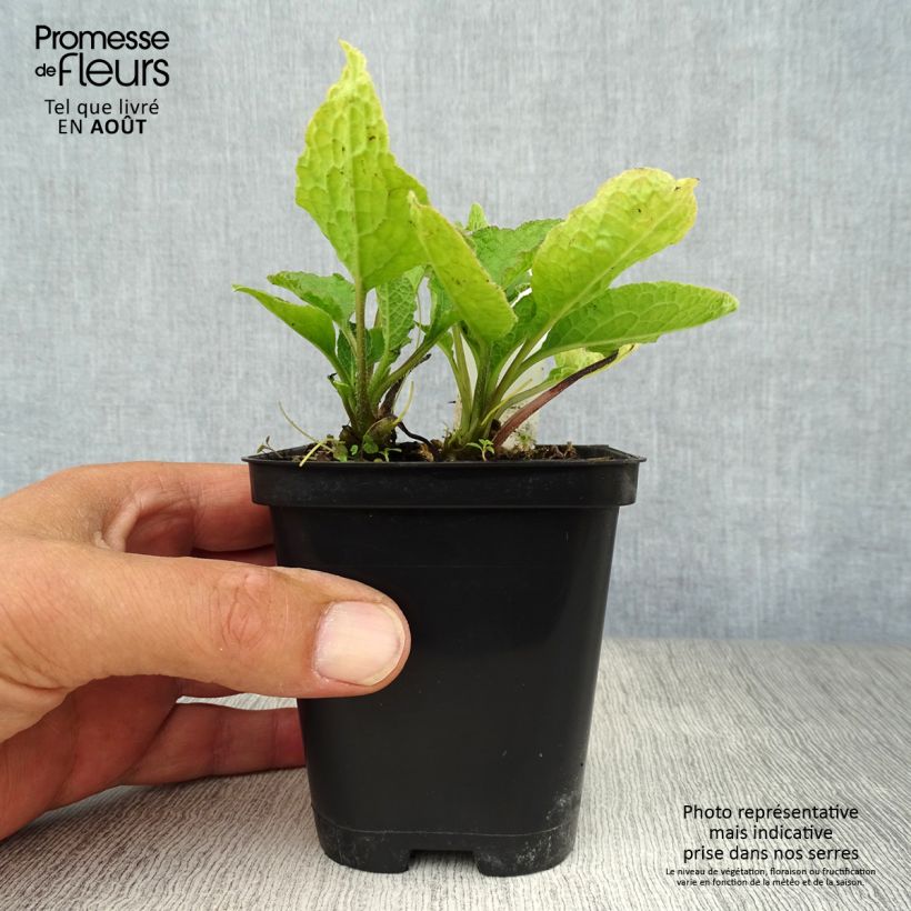 Exemplaar van Symphytum grandiflorum - Smeerwortel Kweekpotje van 8/9 cm zoals geleverd in de zomer