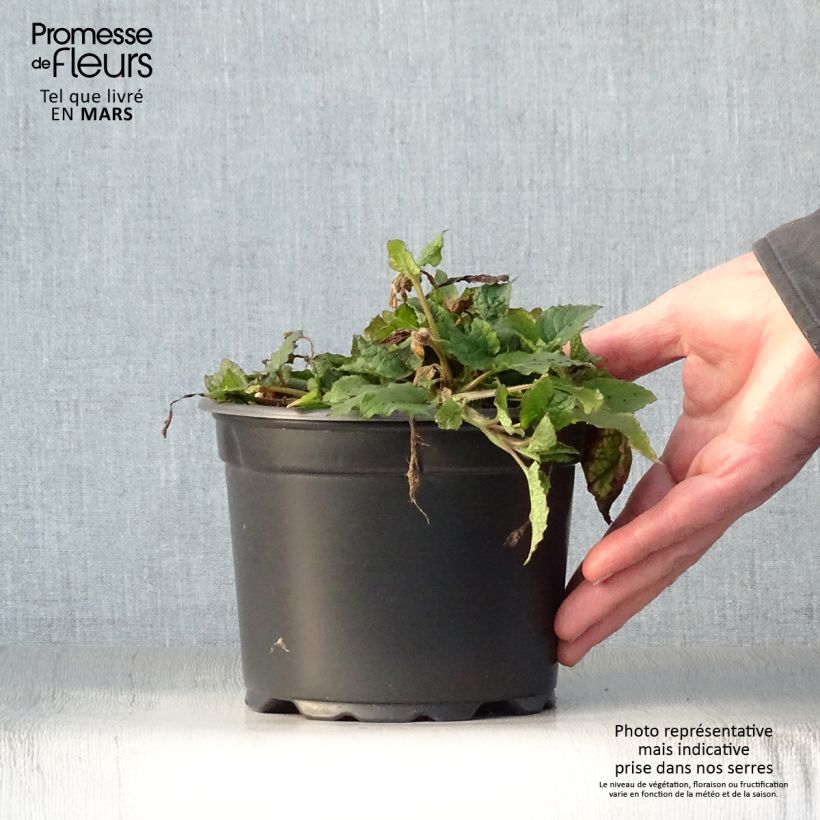 Exemplaar van Symphytum grandiflorum - Smeerwortel Pot van 2 l/3 l zoals geleverd in de lente