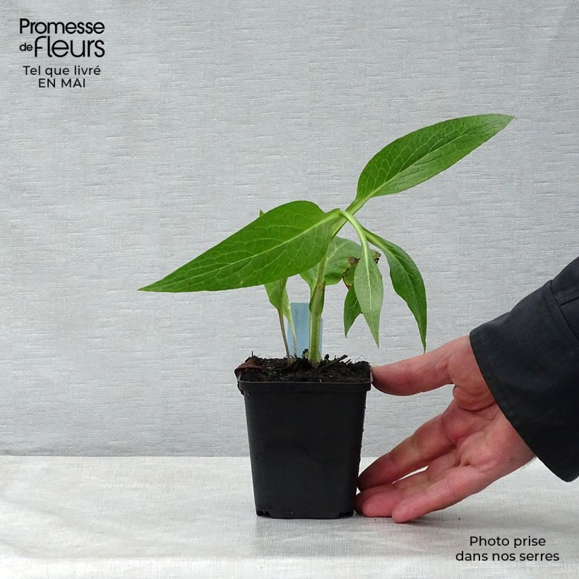 Exemplaar van Gewone smeerwortel - Symphytum officinale Kweekpotje van 8/9 cm zoals geleverd in de lente