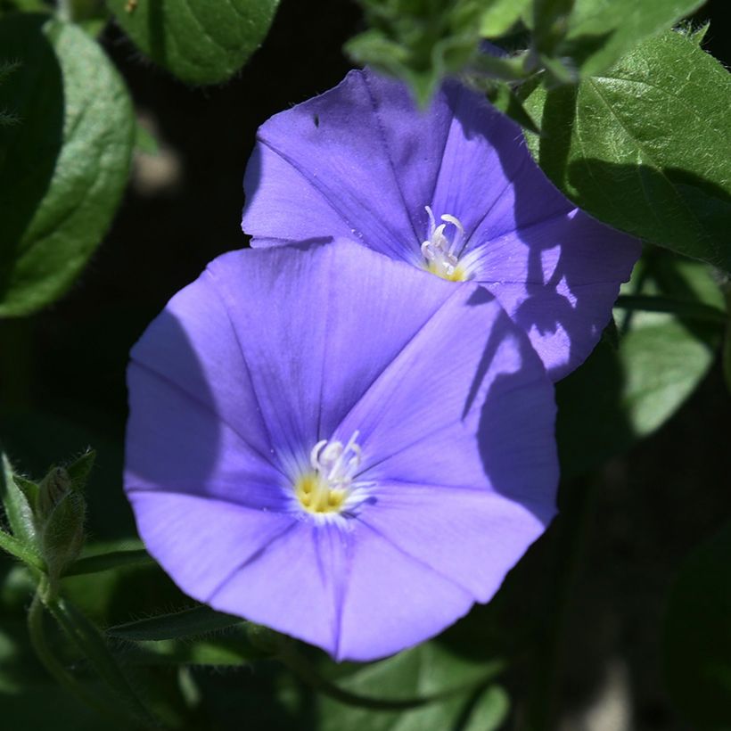 Winde New Blue Moon - Convolvulus (Flowering)
