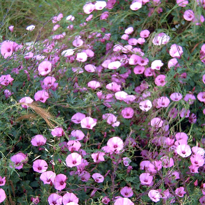 Convolvulus althaeoides - Mediterrane winde (Flowering)