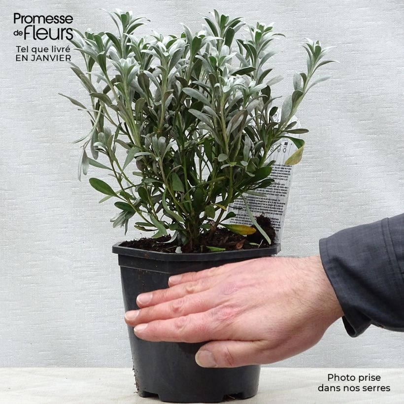 Example of Convolvulus cneorum - Liseron argenté Pot van 2 l/3 l as you get in hiver