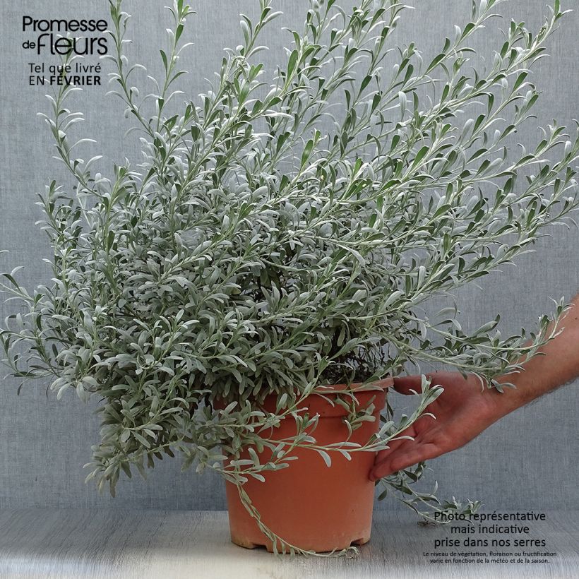 Exemplaar van Convolvulus cneorum - Zilverwinde Pot van 7,5 l/10 l zoals geleverd in de herfst