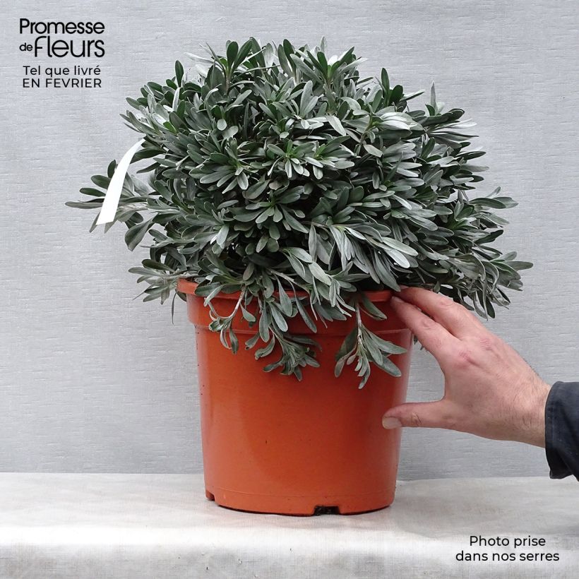 Example of Convolvulus cneorum - Liseron argenté Pot van 7,5 l/10 l as you get in hiver