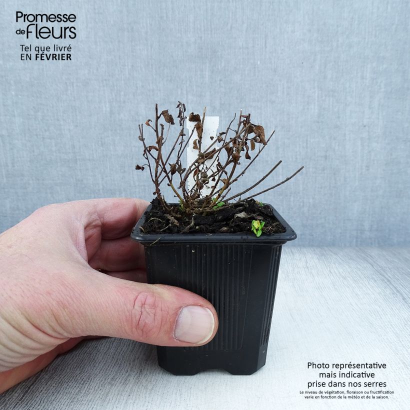 Example of Convolvulus sabatius - Liseron de Mauritanie Kweekpotje van 8/9 cm as you get in hiver