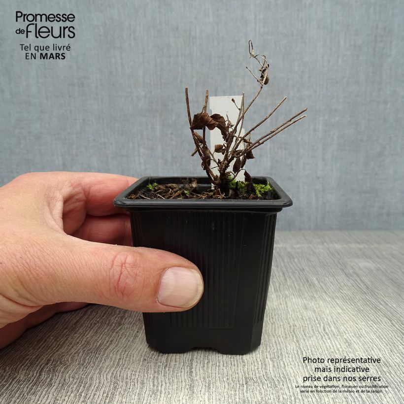 Exemplaar van Convolvulus sabatius - Winde Kweekpotje van 8/9 cm zoals geleverd in de lente