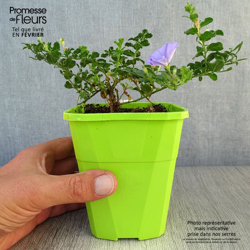 Exemplaar van Convolvulus sabatius Moroccan Beauty - Winde Pot van 1 l/1,5 l zoals geleverd in de herfst