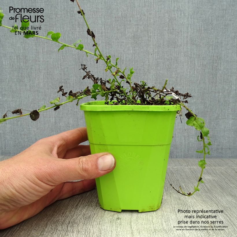 Exemplaar van Convolvulus sabatius Moroccan Beauty - Winde Pot van 1 l/1,5 l zoals geleverd in de lente