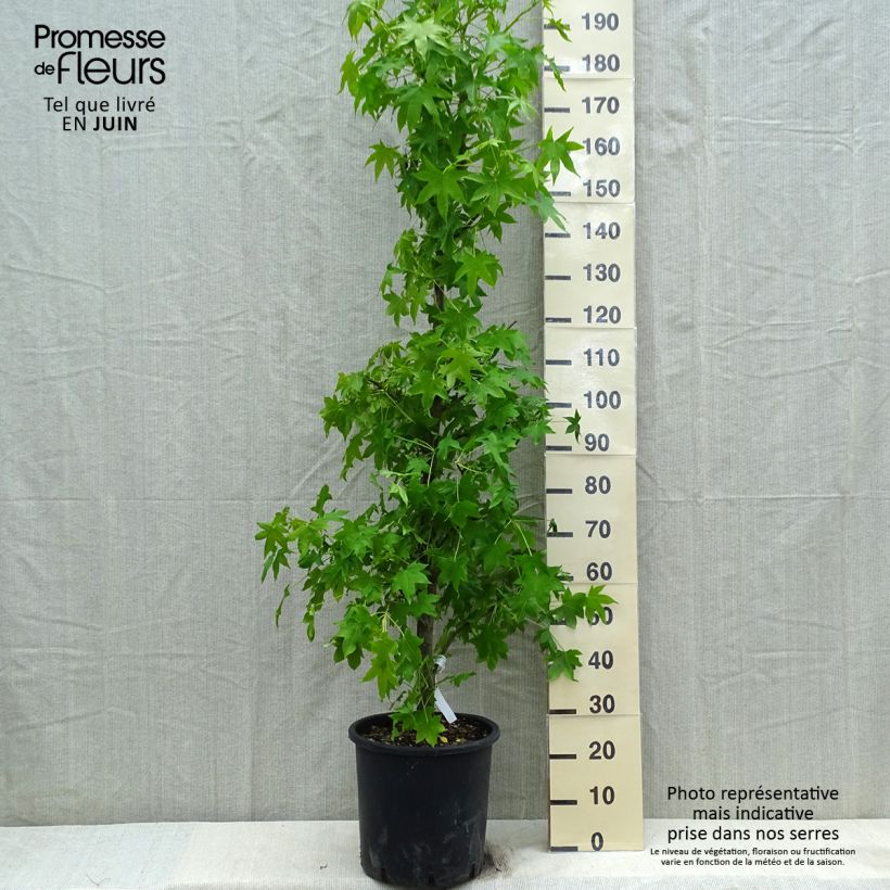 Exemplaar van Liquidambar styracyflua Stella - Amberboom Pot van 12 l/15 l zoals geleverd in de lente