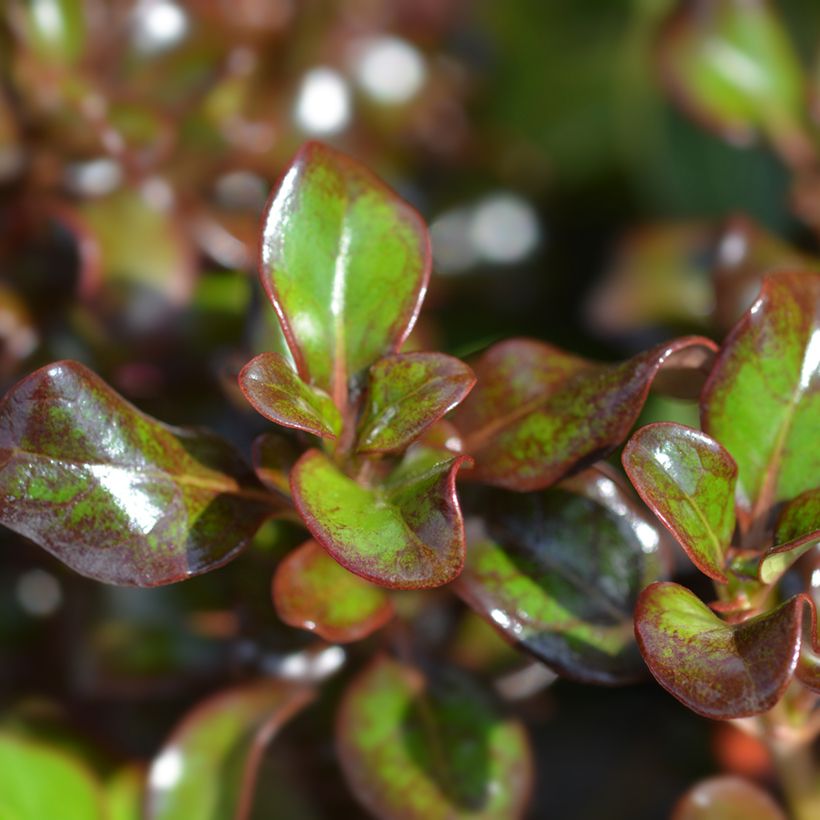 Coprosma Chocolate Soldier - Spiegelplant (Blad)
