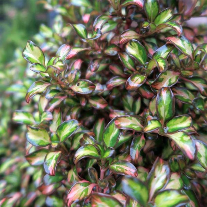 Coprosma Evening Glow - Spiegelplant (Foliage)