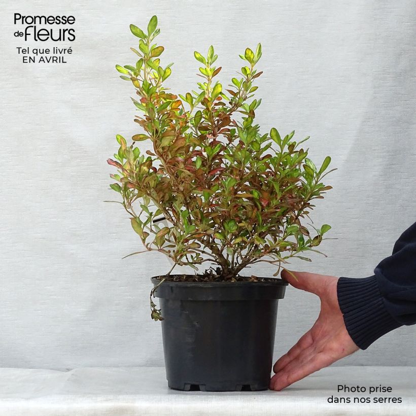 Exemplaar van Coprosma Evening Glow - Spiegelplant Pot van 2 l/3 l zoals geleverd in de lente