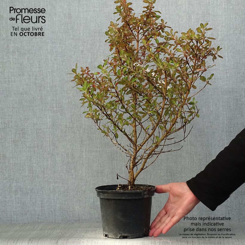 Exemplaar van Coprosma Evening Glow - Spiegelplant Pot van 2 l/3 l zoals geleverd in de herfst