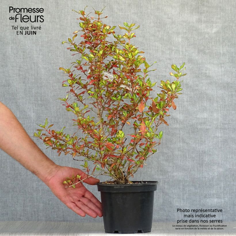 Exemplaar van Coprosma Evening Glow - Spiegelplant Pot van 2 l/3 l zoals geleverd in de zomer