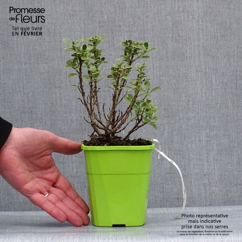 Example of Coprosma Mini Mac - Plante miroir Pot van 3 l/4 l as you get in hiver